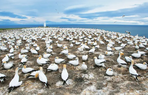 Tölpelkolonie beobachten am Cape Kidnappers